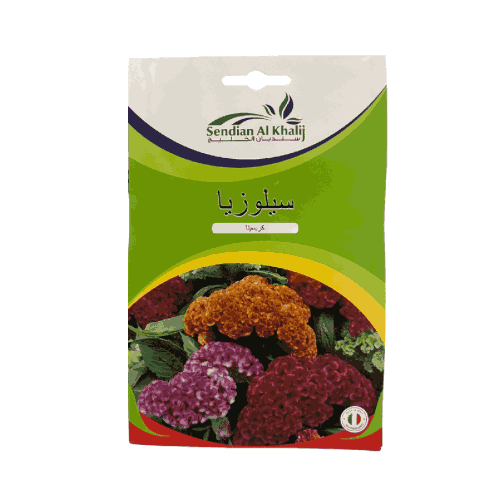 بذور زهور سيلوزيا