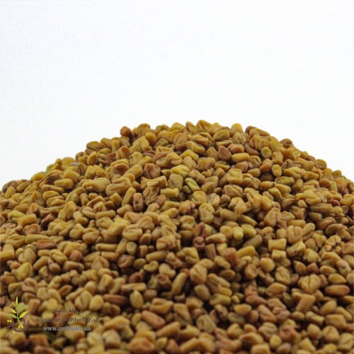 حلبة وطني (قصيمي)