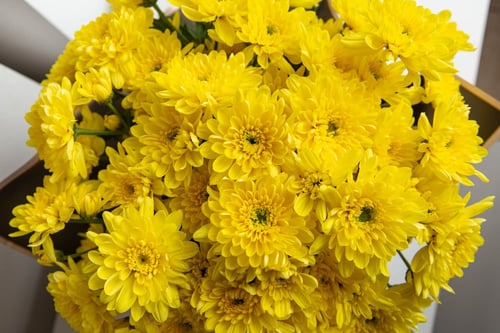 مزهرية جمال الكريز