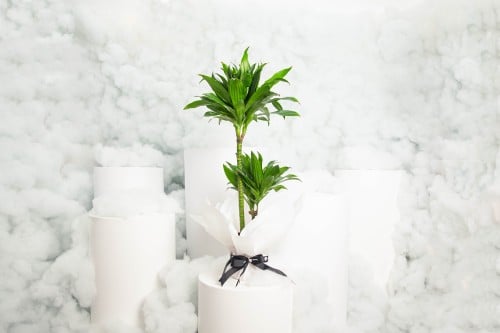 نبتة دارسينا كومباكت