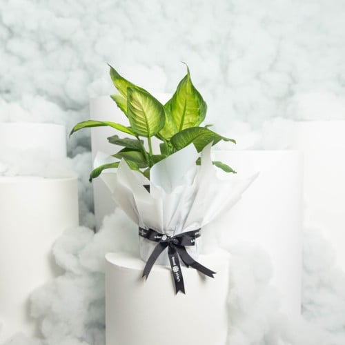 نبتة ديفمباخيا كاميلا كبيرة