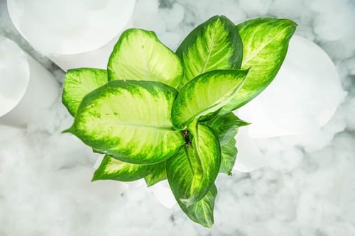 نبتة ديفمباخيا كاميلا صغير