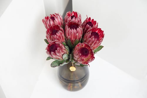 مزهرية جمال البروتيا