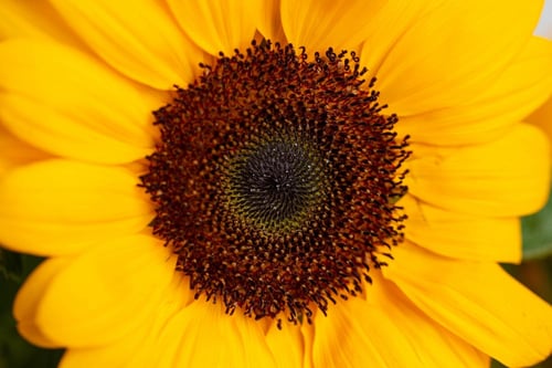 مزهرية دوار الشمس