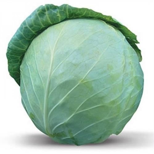 بذور ملفوف أخضر