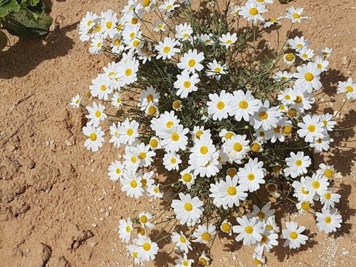 اقحوان زهور برية ملعقة طعام من البذور مع شوائب Ant...