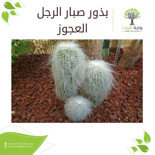 بذور صبار الرجل العجوز