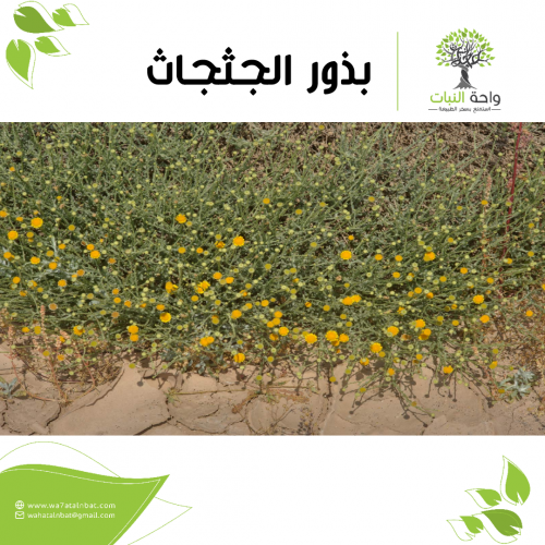 بذور الجثجاث (4 بذرات)