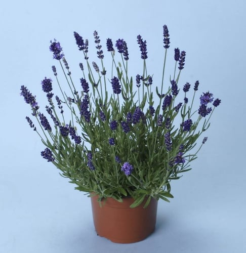 بذور اللافندر (Lavandula)