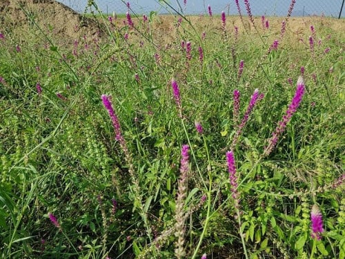 شريمة (غريرا ) 50 بذرة