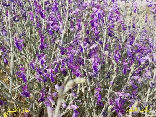 عهينة 20 بذرة تقريبا معها شوائب كثيرة Teucrium oli...