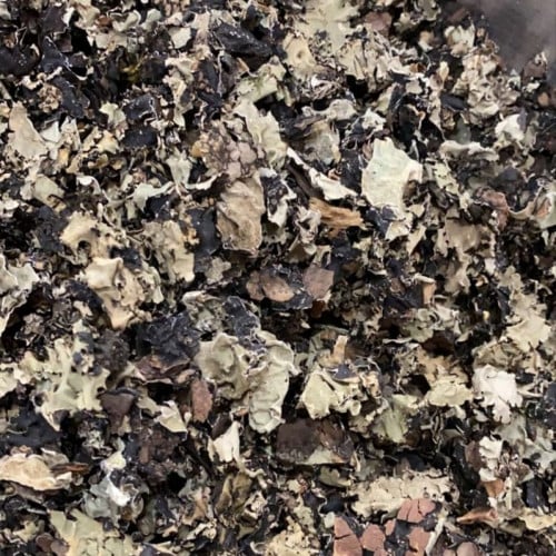 شيبة ( أشنة )