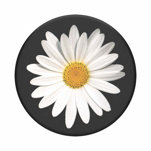 بوب سوكيت White Daisy
