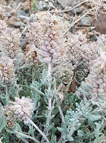 جعد من جبال السراة ؟؟ بذور Teucrium yemense