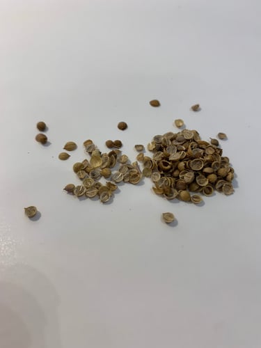 بذور كزبرة (15 قرام)