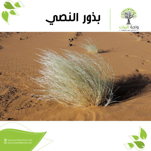 بذور النصي (3 بذرات)