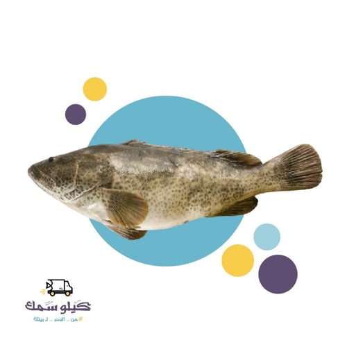 سمك هامور صغير (لدن) - Fresh Small Hamour (Laden)