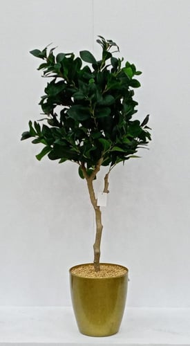 شجرة ورق شجر مع قاعدة بلاستيك ارتفاع 120 سم العرض...