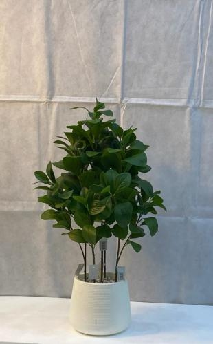 شجرة مانغوليه مع حوض بلاستيك ارتفاع 70 سم العرض 30...