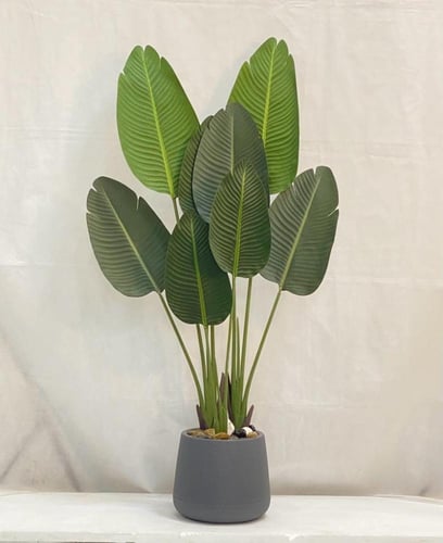 شجرة موز مع حوض بلاستيك ارتفاع 130 سم العرض 55 سم