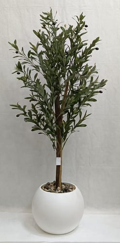 شجرة زيتون مع مركن اصيص الارتفاع 130 سم العرض 50 س...
