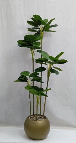 شجرة ورق الكمان مع مركن اصيص الارتفاع 160 سم العرض...