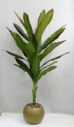 شجرة ذرة مع مركن اصيص الارتفاع 175 سم العرض 60 سم