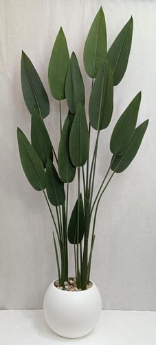 مركن اصيص ورق العصفور الارتفاع 180 سم العرض 50 سم