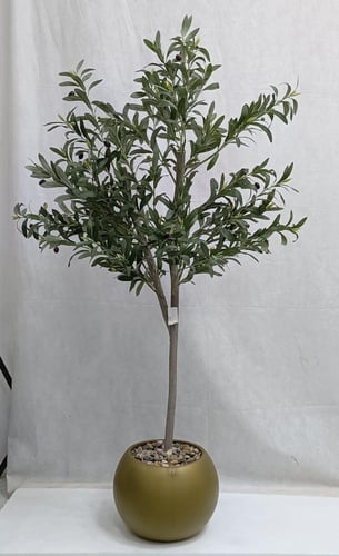 شجرة زيتون مع مركن اصيص الارتفاع 150سم العرض 50 سم