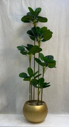 شجرة ورق الكمان مع مركن اصيص الارتفاع 190 سم العرض...