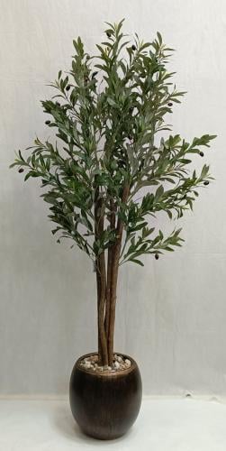 شجرة زيتون مع مركن سيراميك الارتفاع 155سم العرض50...