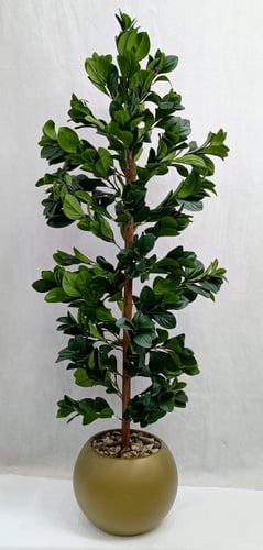 شجرة مانغوليه مع مركن اصيص الارتفاع 160 سم العرض 3...