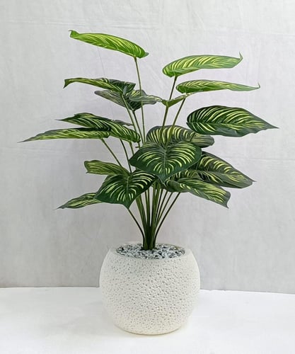 شجرة ورق نجمة مع مركن اصيص ارتفاع 70 سم العرض 35 س...