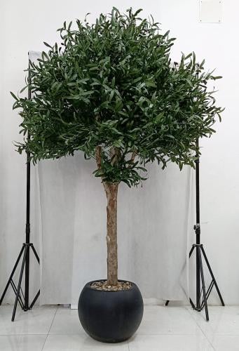 شجرة زيتون مع مركن اصيص الارتفاع 2.50 سم العرض 1.4...