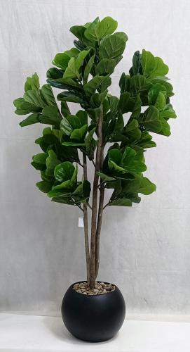 شجرة كيوي مع مركن اصيص ارتفاع 155 سم العرض 60 سم