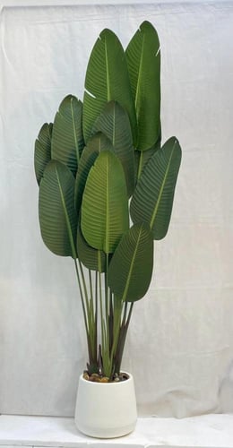 شجرة موز مع حوض بلاستيك ارتفاع 210 سم العرض 65 سم