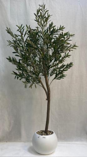 شجرة زيتون مع مركن اصيص الارتفاع180 سم العرض 60 سم