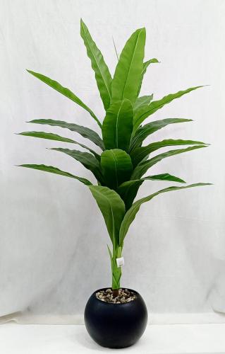 شجرة ذرة مع مركن اصيص الارتفاع 160 سم العرض 70 سم