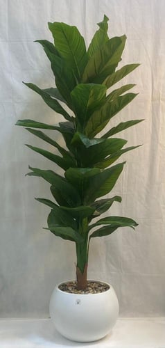 شجرة موز مع مركن اصيص ارتفاع 180سم العرض 60 سم