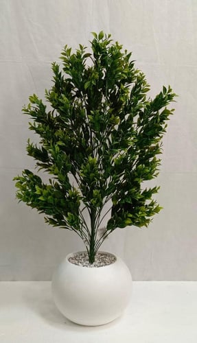 شجرة شتلة مع مركن اصيص ارتفاع 85 سم العرض 30 سم