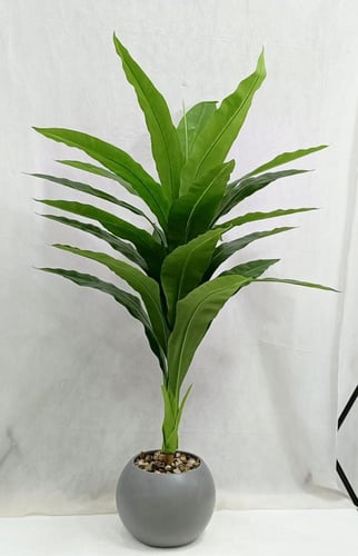 شجرة ذرة مع مركن اصيص الارتفاع 160 سم العرض 70 سم