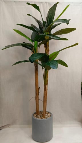 شجرة موز مع مركن فيبر ارتفاع 200سم العرض 70 سم