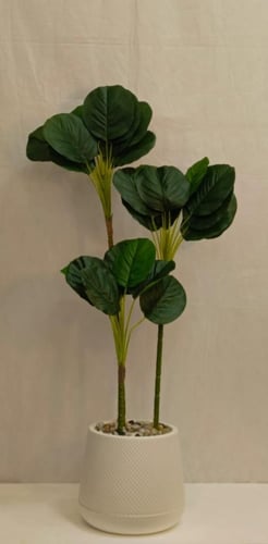 شجرة الكمان مع حوض بلاستيك الارتفاع 110 سم العرض 4...