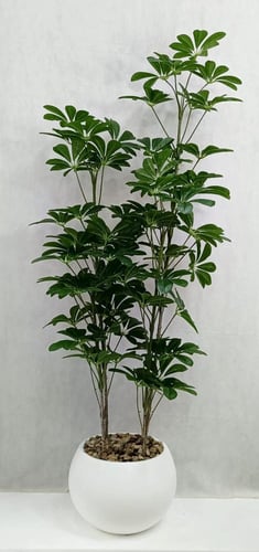 شجرة ياسمين مع مركن اصيص الارتفاع 185 سم العرض 50...