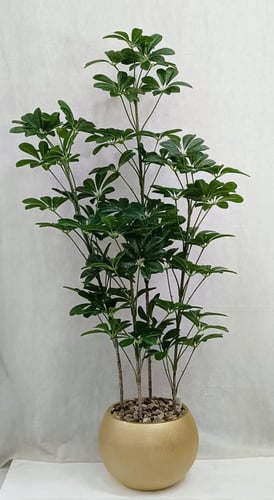 شجرة ياسمين مع مركن اصيص الارتفاع 185 سم العرض 50...