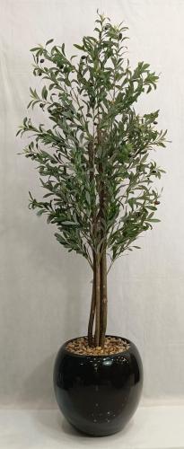 شجرة زيتون مع مركن اصيص الارتفاع 190سم العرض 50