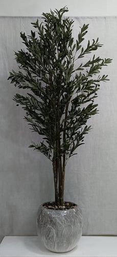 شجرة زيتون مع مركن سيراميك الارتفاع 210 سم العرض 6...