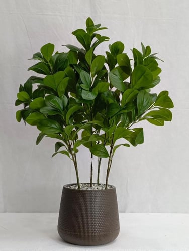 شجرة مانغوليه مع حوض بلاستيك ارتفاع 70 سم العرض 30...