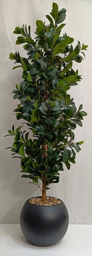 شجرة مانغوليه مع مركن اصيص الارتفاع 160 سم العرض 3...