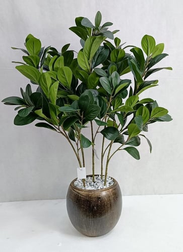 شجرة مانغوليه مع مركن سيراميك الارتفاع 70 سم العرض...